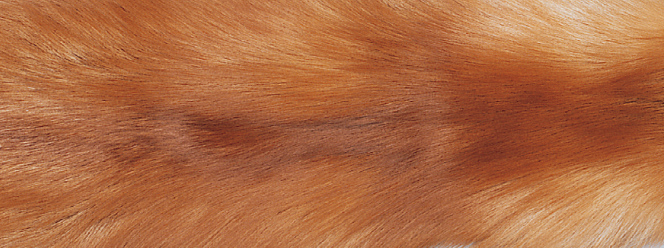 Revskinnspledd | Kasjmirbakside | 70x230 cm Gulrev / Beige