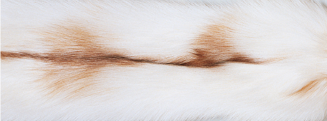 Kashmirpledd med revekant Sun Glow Fox/Beige
