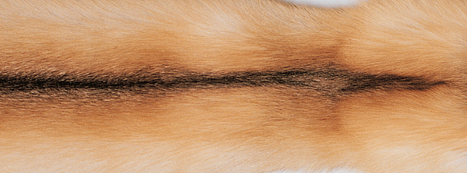 Pledd | Kasjmir, rev | 130x200 cm Gulrev / Beige