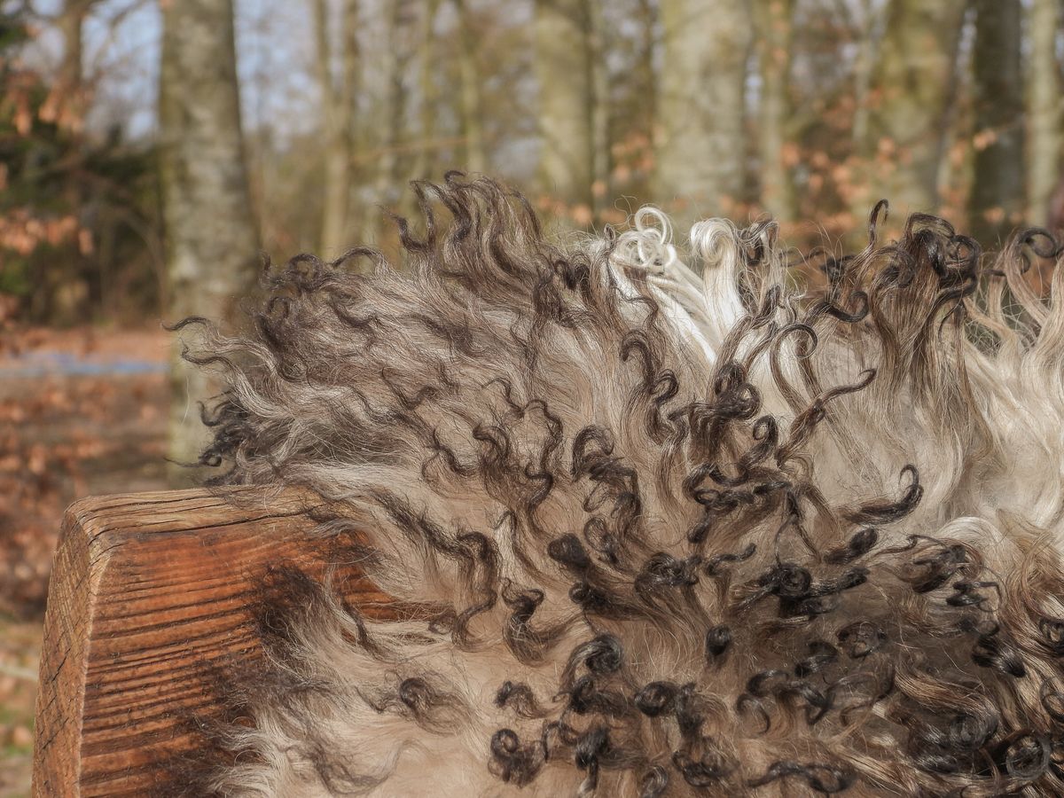 Saueskinn | Krøllet | Østerrike | 90x60 cm Grå Beige