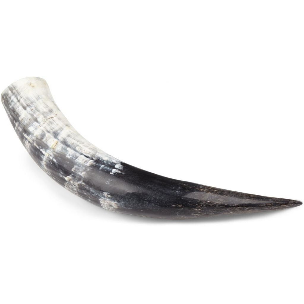 Kuhorn | Sørfrika | Polert