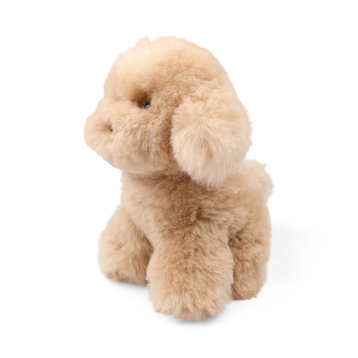 Teddybjoørn valp | Islandsk saueskinn Beige